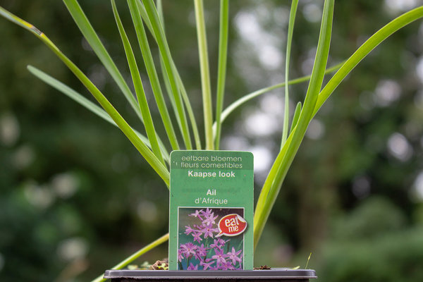 Kaapse look (Tulbaghia violaceae 'KnobiFlirt')