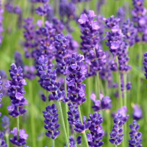 Lavendel (Lavendula angustifolia )