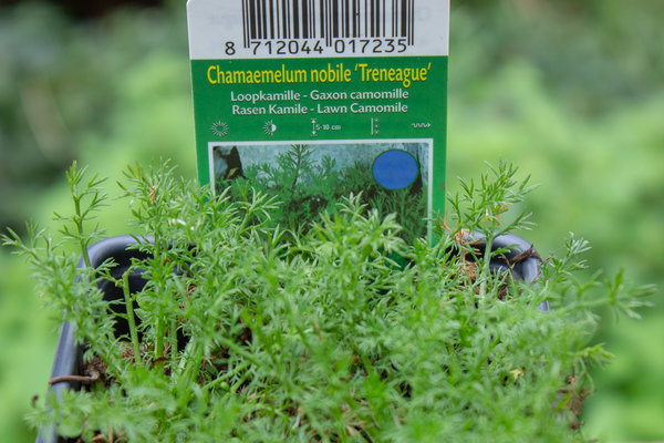 Loopkamille (Chamaemelum nobile 'Treneague')