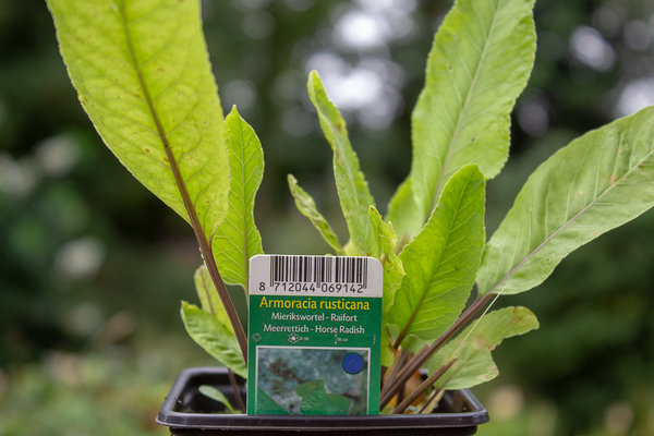 Mierikswortel (Armoracia rusticana)