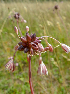 Moeslook (Allium oleraceum)