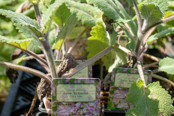 Salie Muskaat (Salvia sclarea / Salvia bracteata)