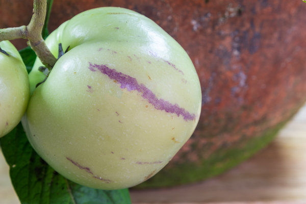 Meloenpeer Pepino (Solanum muricatum copa)