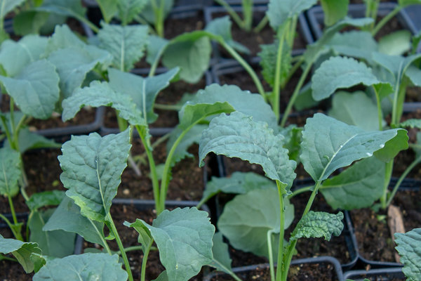 Palmkool Yurok F1 ‘Yurok’ (Brassica oleracea) 50 zaden