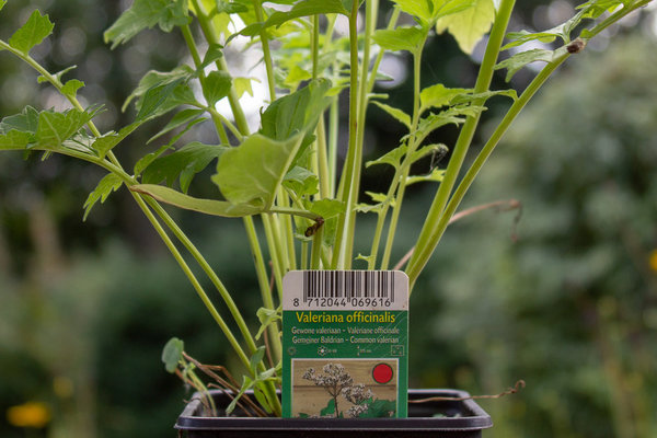 Echte Valeriaan (Valeriana officinalis) 0,5 gram 750 zaden