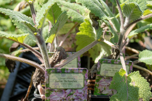 Salie Muskaat (Salvia sclarea / Salvia bracteata) 1 gram 250 zaden