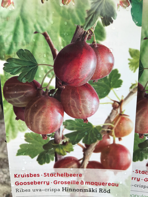 Rode Kruisbes (Ribes uva-cr. Hinnonmäki Röd)