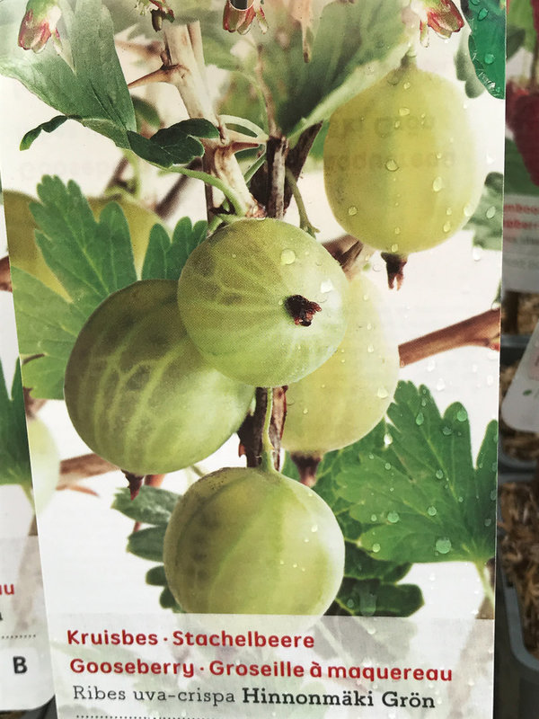 Gele Kruisbes (Ribes uva-cr. Hinnonmäki Grön)
