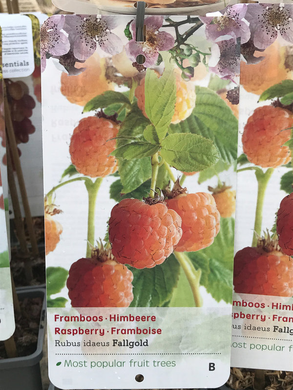 Gele Framboos (Rubus idaeus Fallgold)