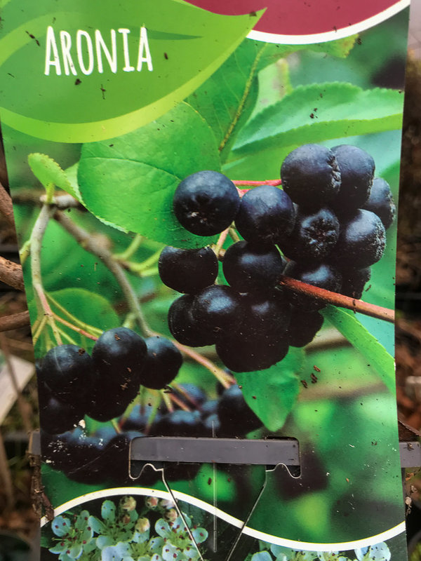 Zwarte appelbes Hugin (Aronia melanocarpa 'Hugin') 2 liter potmaat